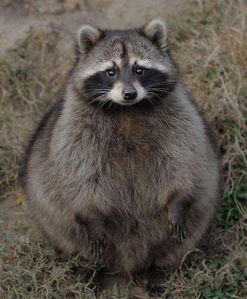 两个伙伴和一只獾,两位伙伴与神秘獾的奇妙之旅